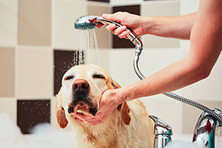 Washing a dog with a hand-held shower.